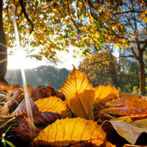 Autumn scene in the garden