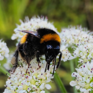 Bee-friendly plants guide