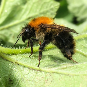 Honey bee on a flower
