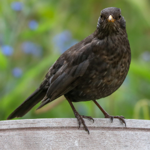 Male Blackbird with yellow beak