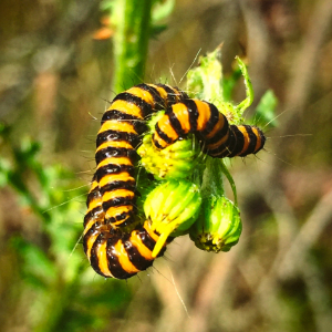 Caterpillar on a leaf