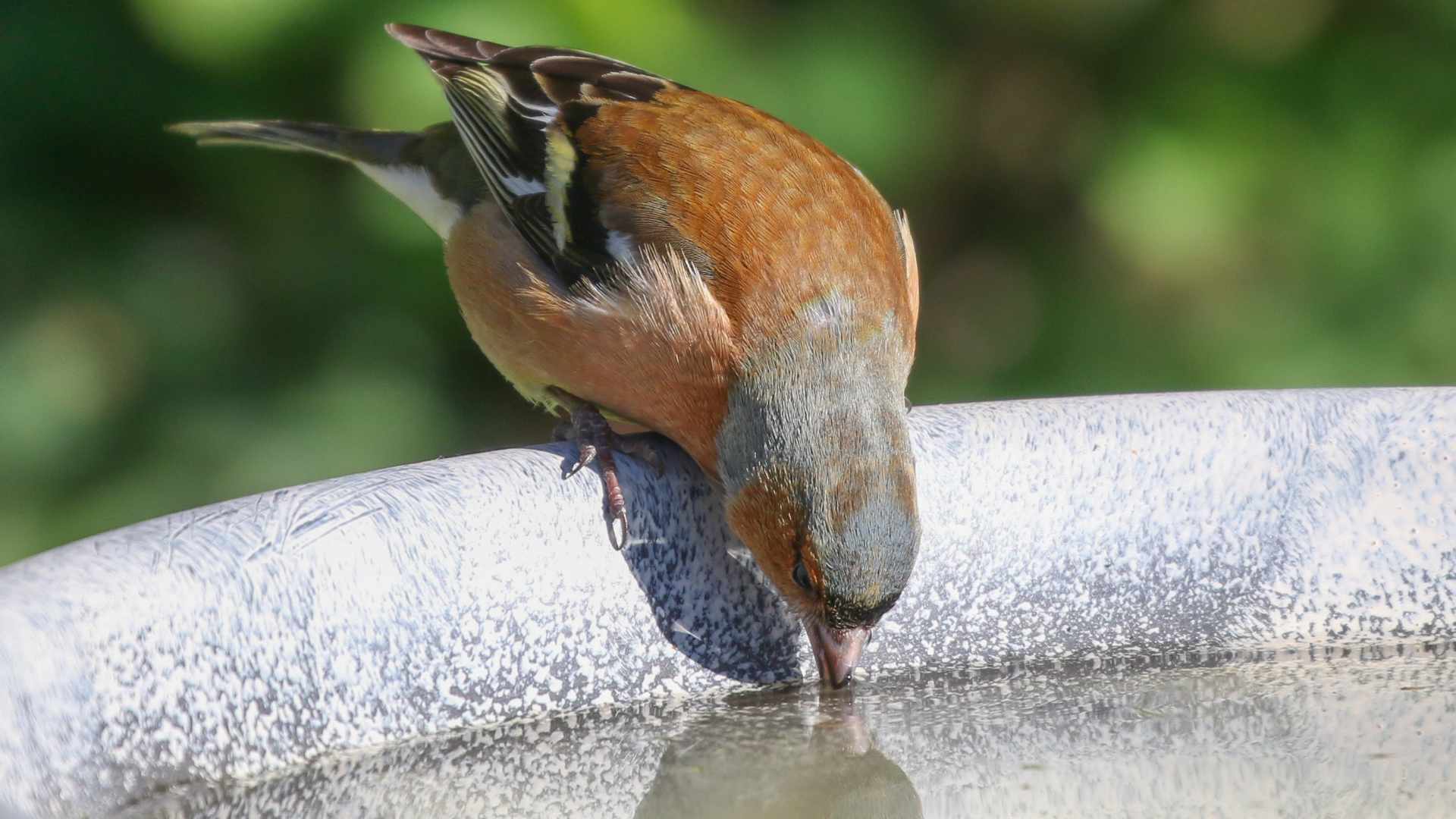 Chaffinch - The Garden Jungle