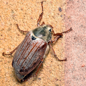 Cockchafer Beetle