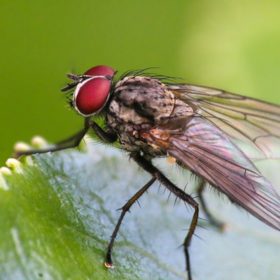 Macro Fly