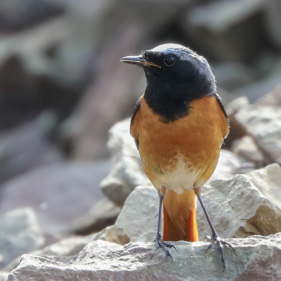 Redstart