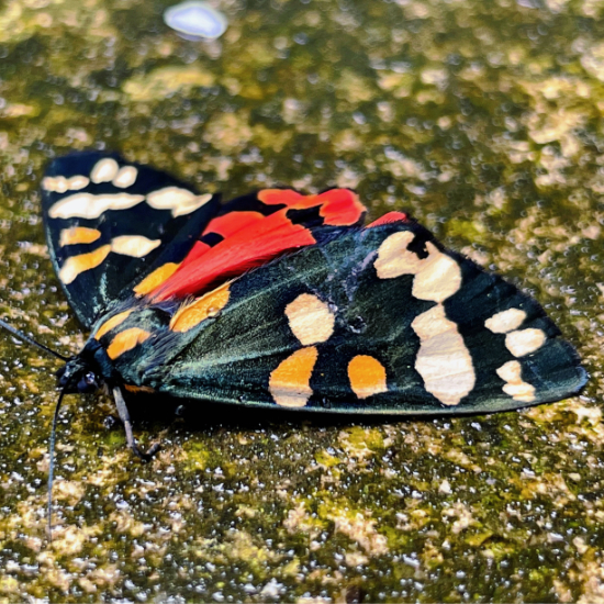 Garden Tiger Moth
