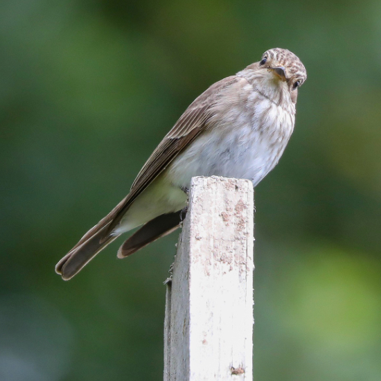 Spotted Flycatcher