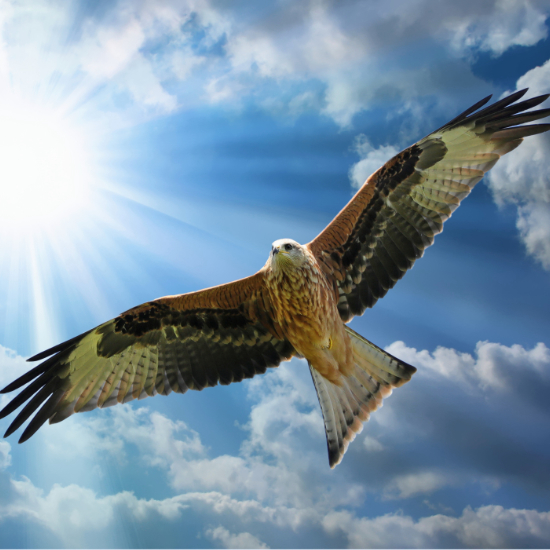 Red Kite