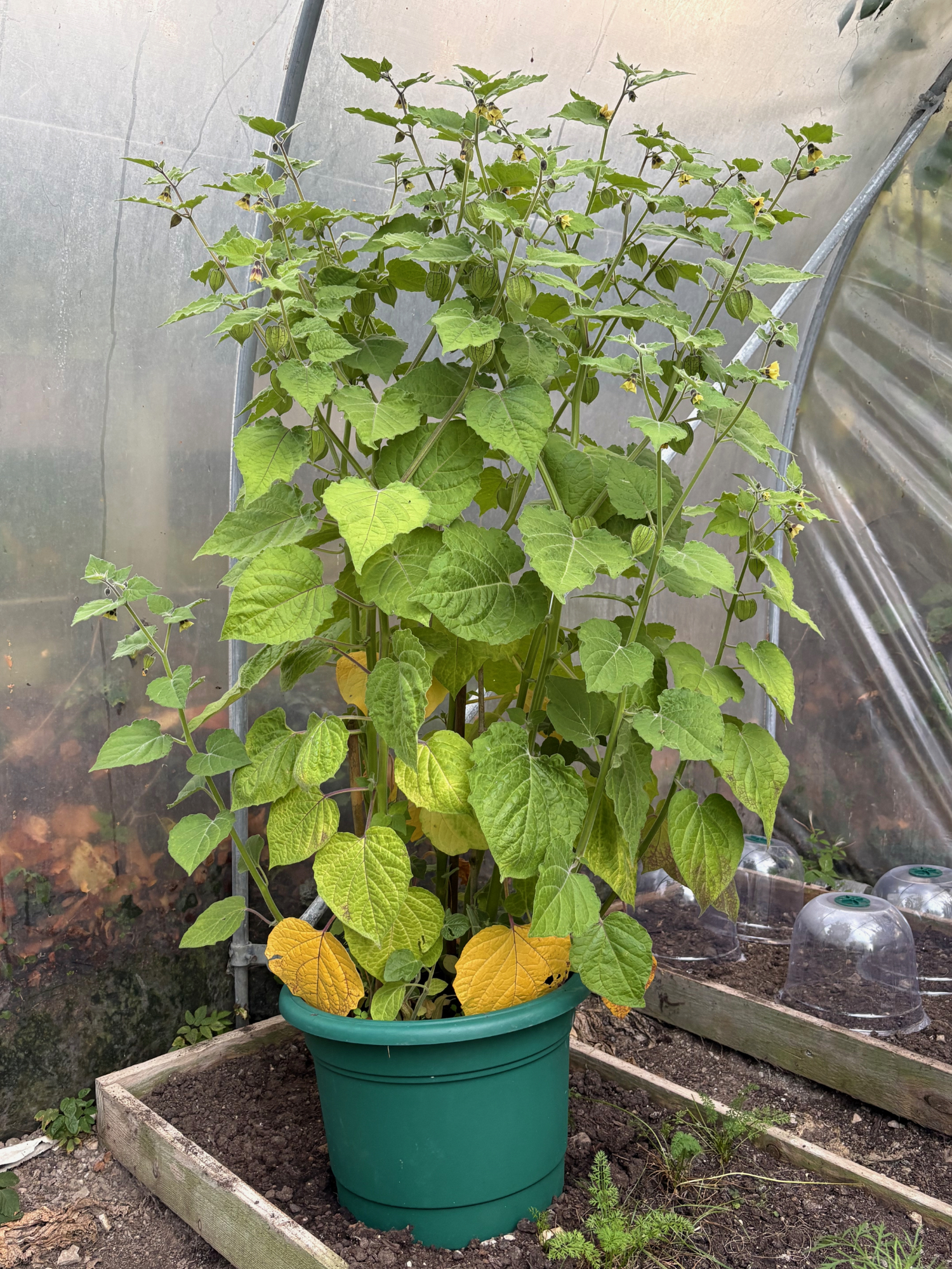 Physalis 1 - The Garden Jungle