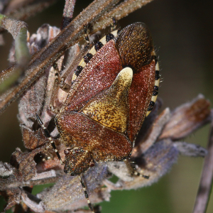 Shield bug on a plant