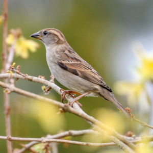 House sparrow on a branch