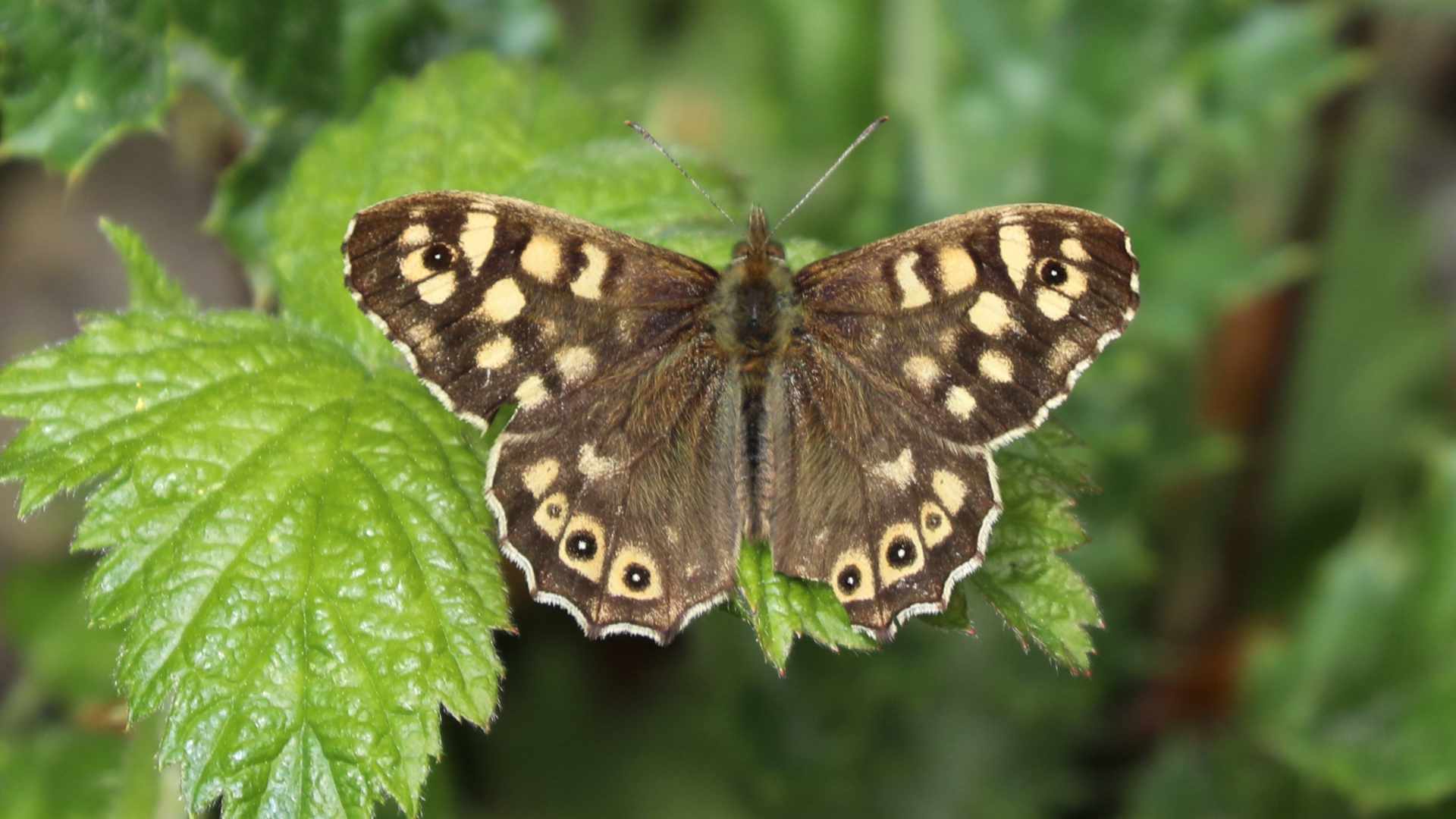 Speckled Wood Butterfly - The Garden Jungle