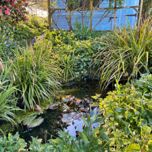 The Garden Jungle
