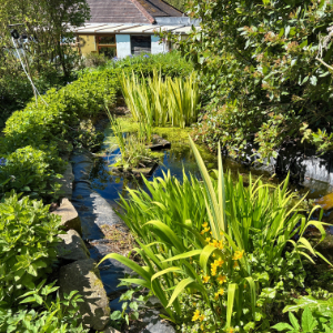 The Garden Jungle
