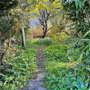 The Garden Jungle