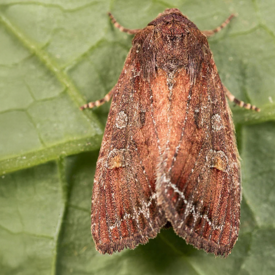 Bright Line Brown Eye Moth