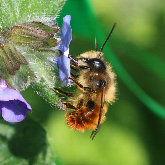 Female Tawny Mining Bee