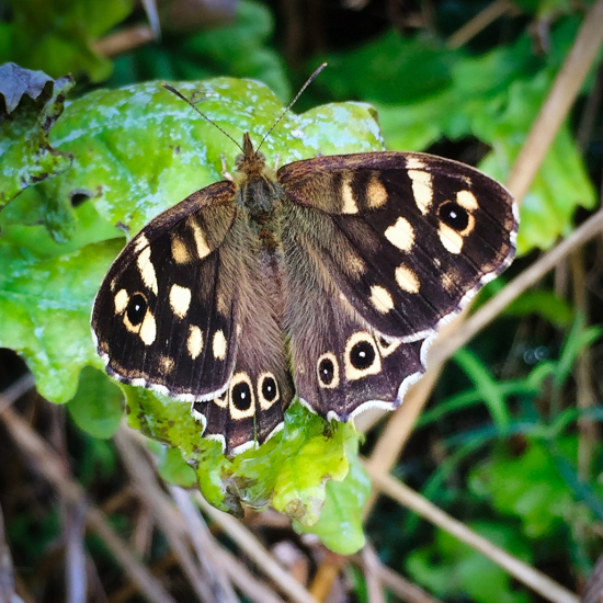 Speckled Wood Butterfly - The Garden Jungle