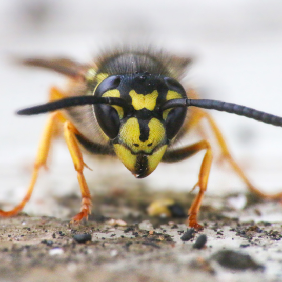 Wasp - The Garden Jungle