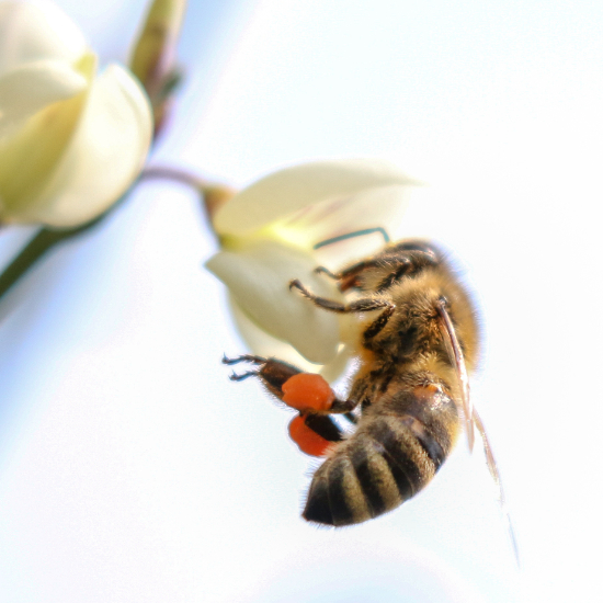Honey Bee - The Garden Jungle