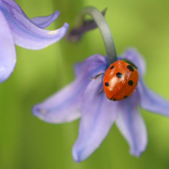Seven Spot Ladybird - The Garden Jungle