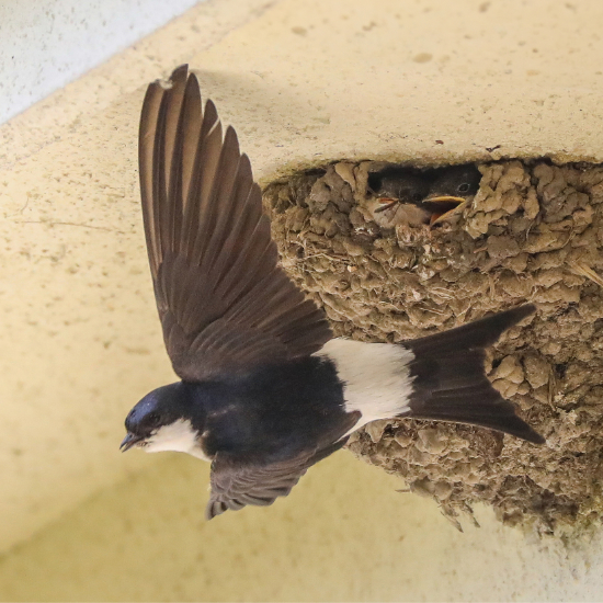 House Martin - The Garden Jungle