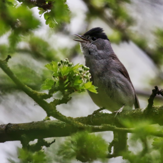 BlackCap
