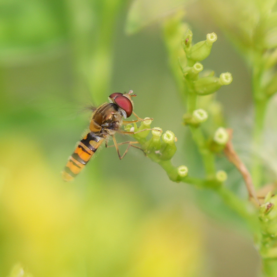 Hoverfly