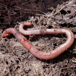 Earthworm in soil